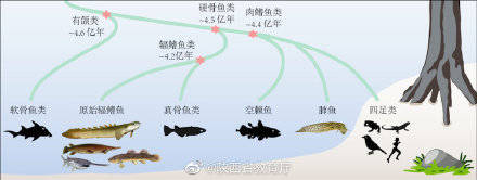 脊椎动物|人类祖先怎样从海洋走向陆地