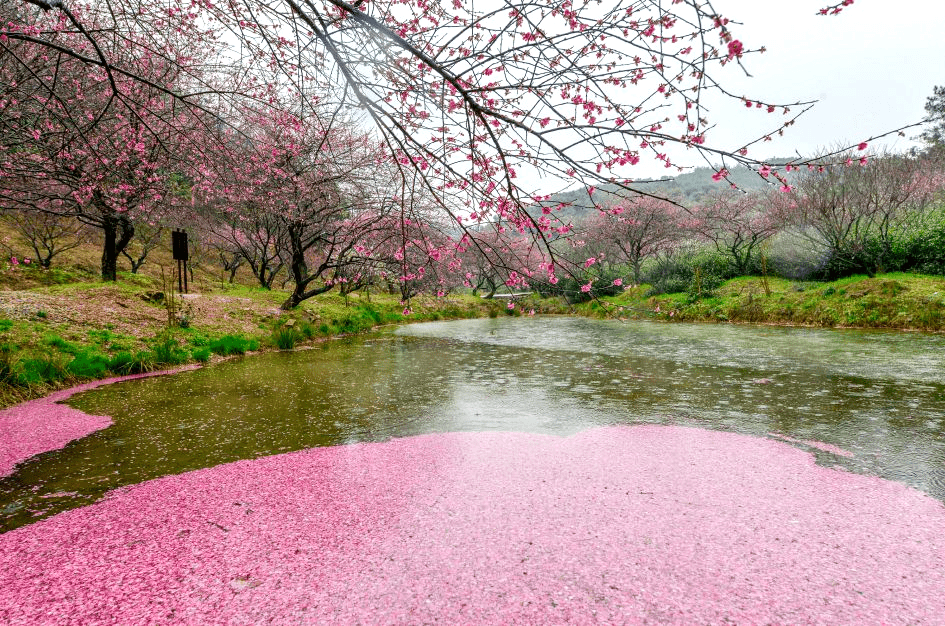 初春的美好时光,藏在这些景色里_梅花