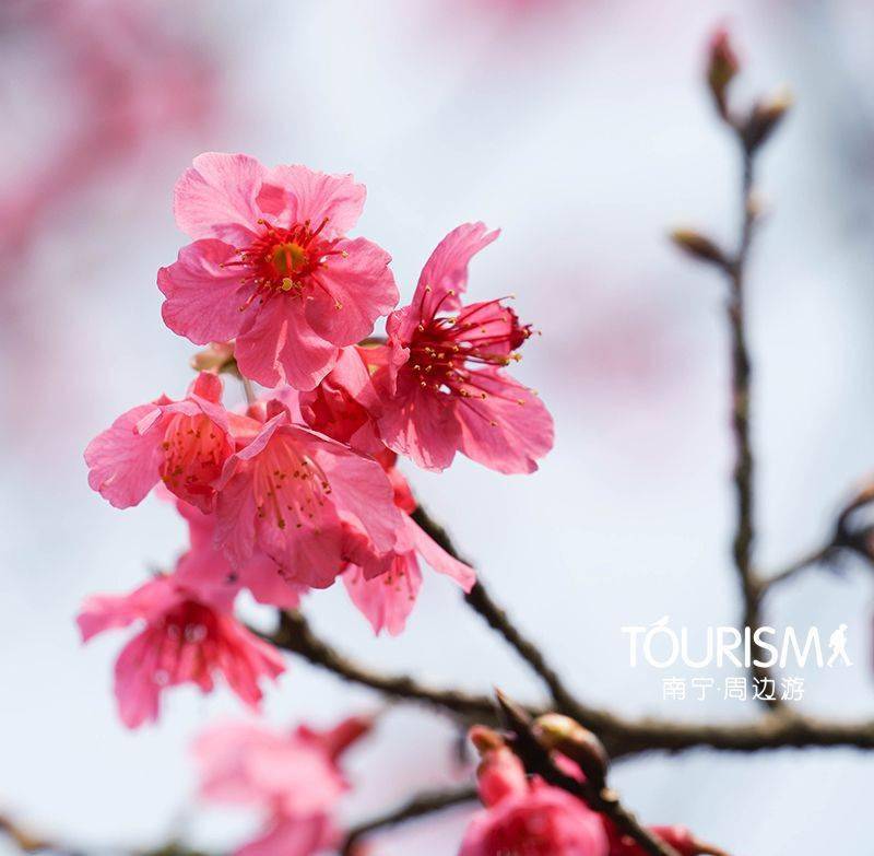 南宁人注意！春节千万别冒然前去石门森林公园赏樱花！因为……