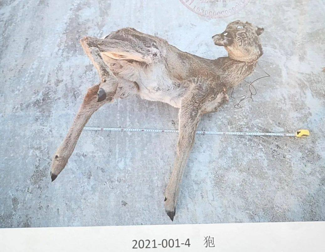 設置獵套,非法獵捕國家一級重點保護野生動物原麝2只,國家二級重點