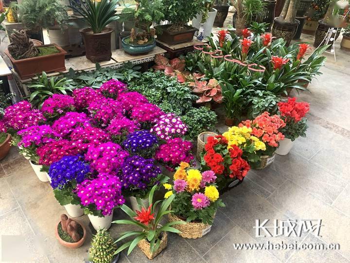 微视频探访石家庄花卉市场赏花买花年味儿浓
