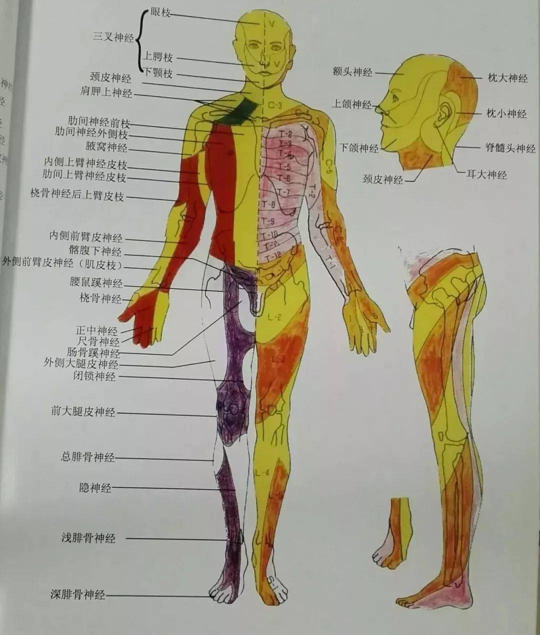 超全全身神經支配與分佈神經叢詳解神經鬆動術詳解