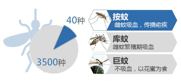 疟蚊和普通蚊子的区别图片