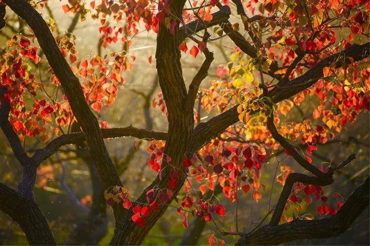 乌桕,在现代景观中演绎光与影的故事