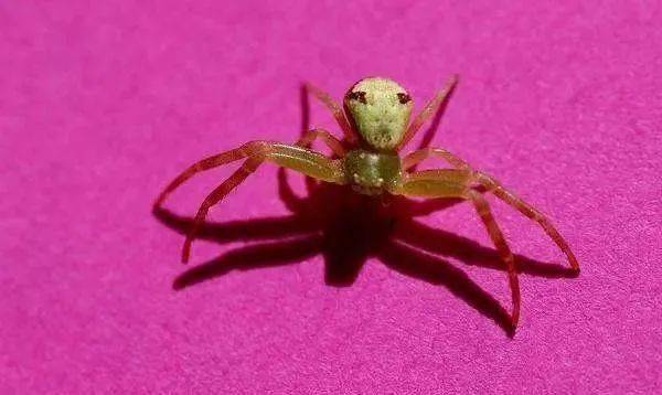 盘点世界十大人面动物人面犬人头狗身神秘生物