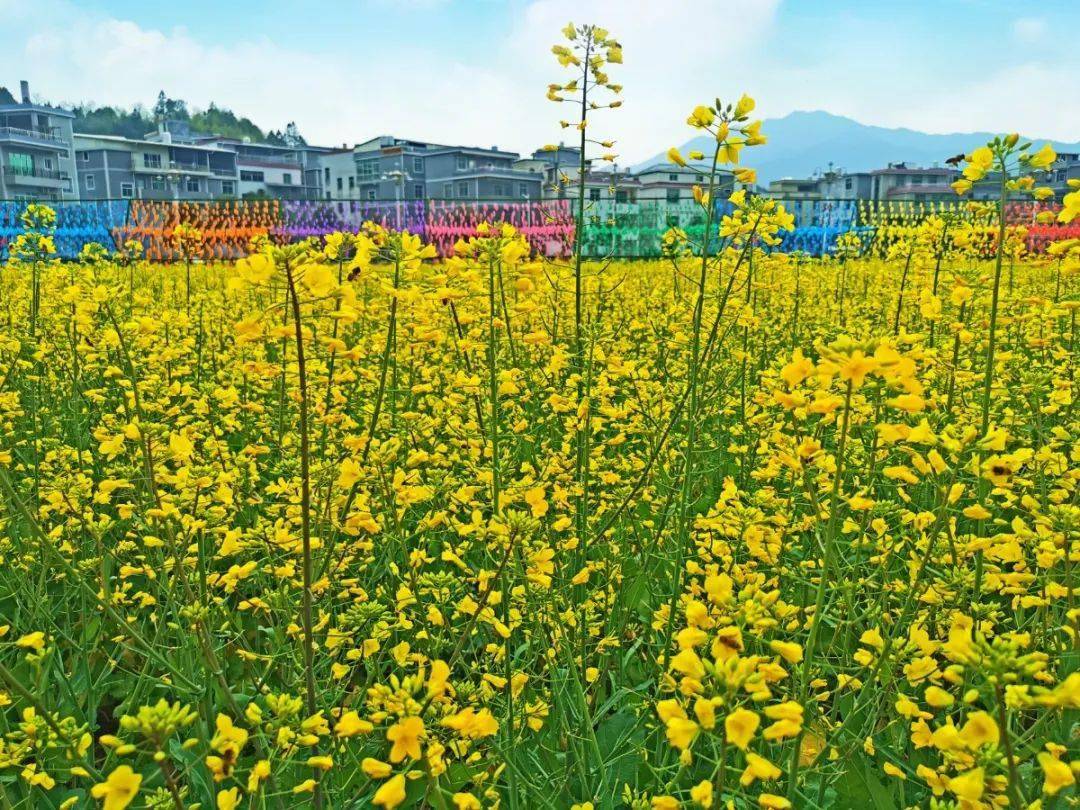 走到上杭才溪看油菜花去