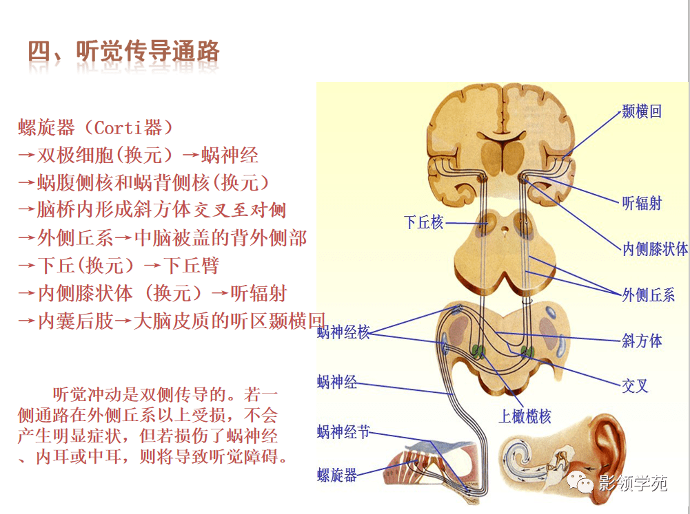 基底神经节组成图片