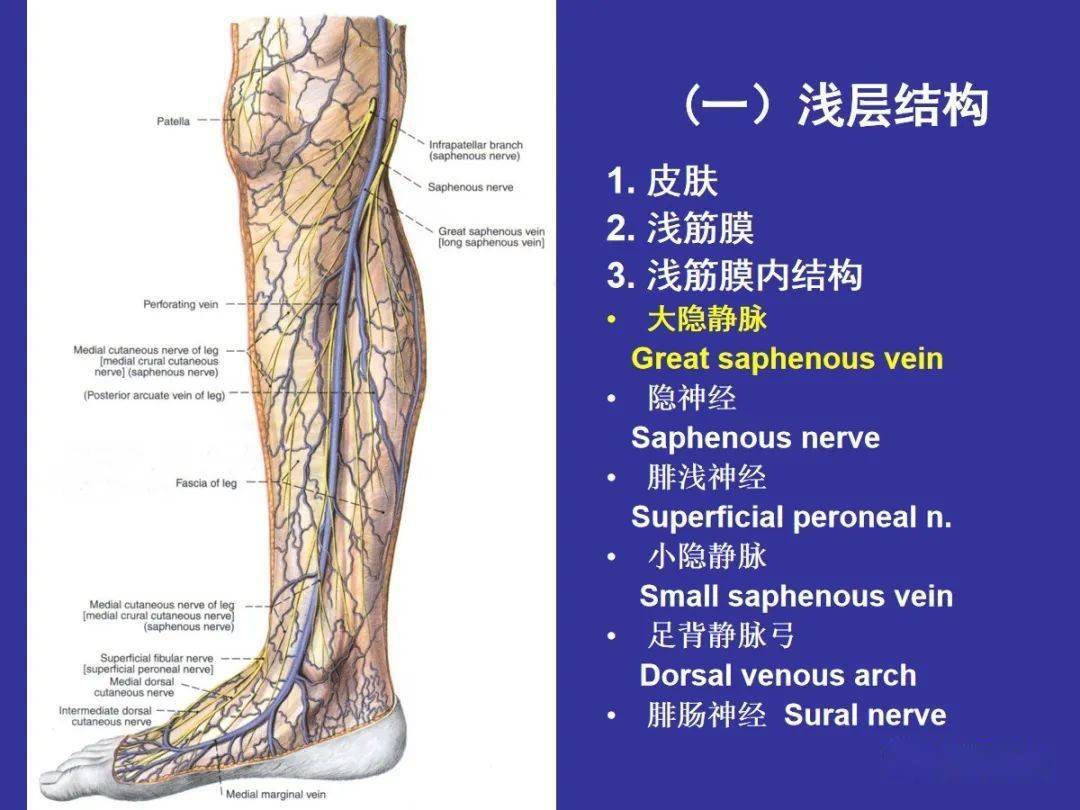 左腿图解结构图图片