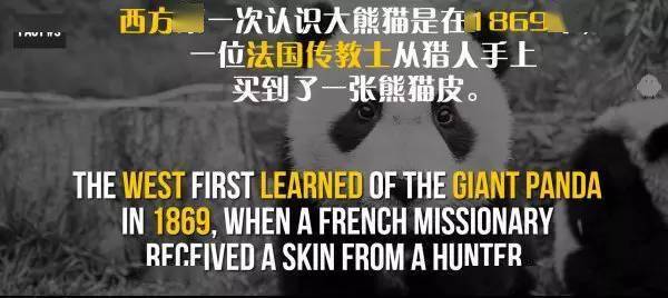 20個關於熊貓的冷知識，看到第6個我驚了！ 萌趣萌寵 第9张