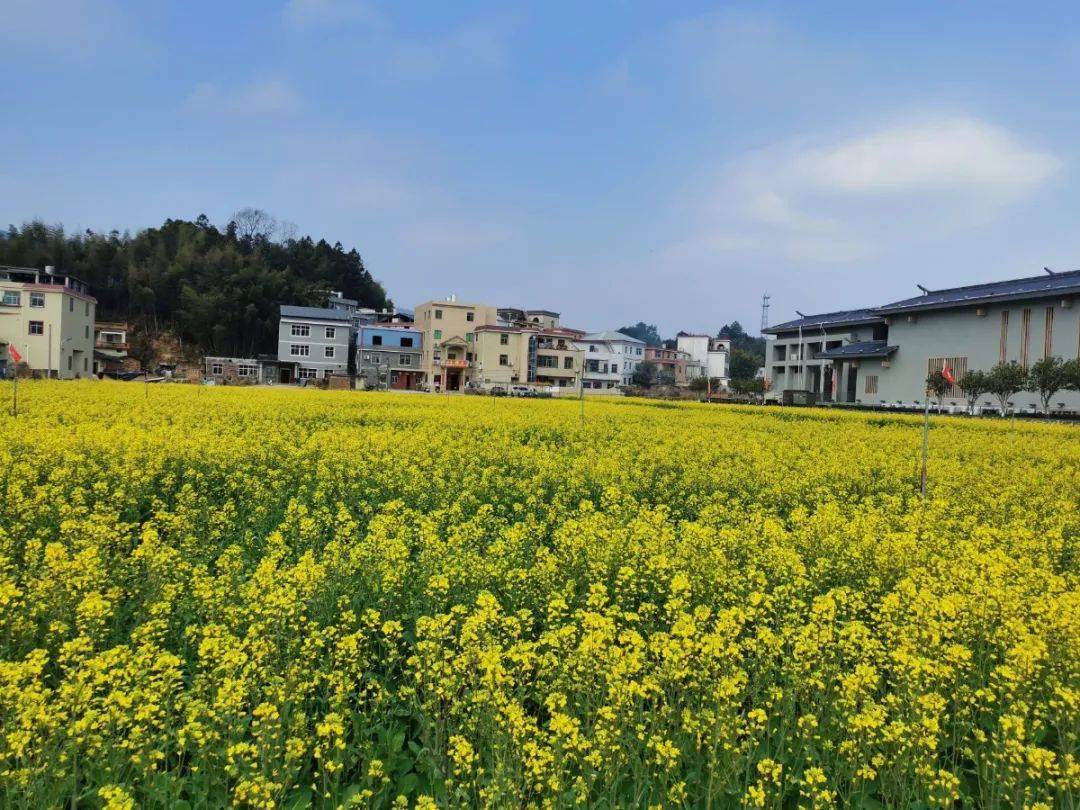 走到上杭才溪看油菜花去