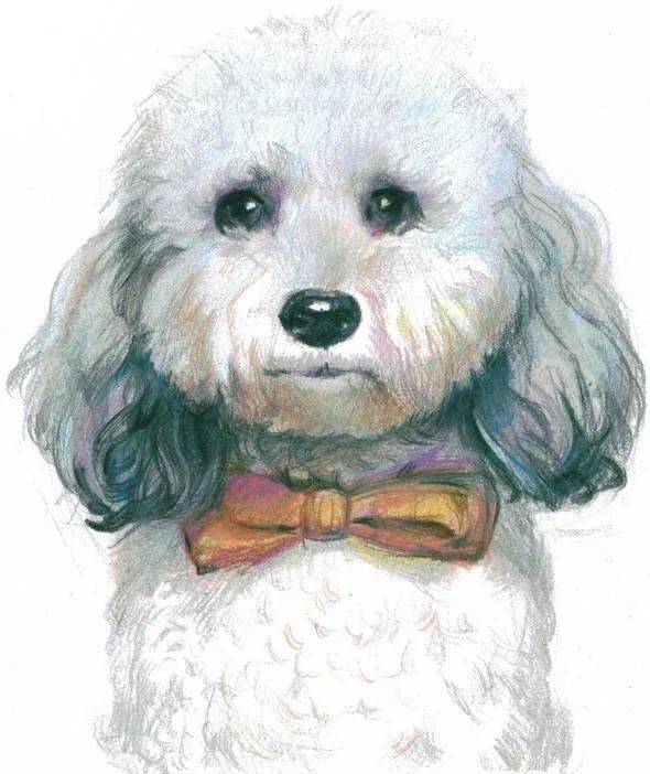 彩铅动物比熊犬的画法与步骤