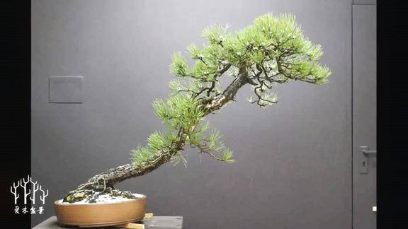 斜干松树盆景盘扎造型全纪录手把手教你枝片布局