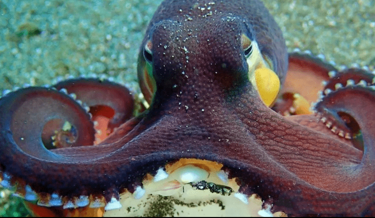 章鱼这是一群6亿年前战败的上古怪兽