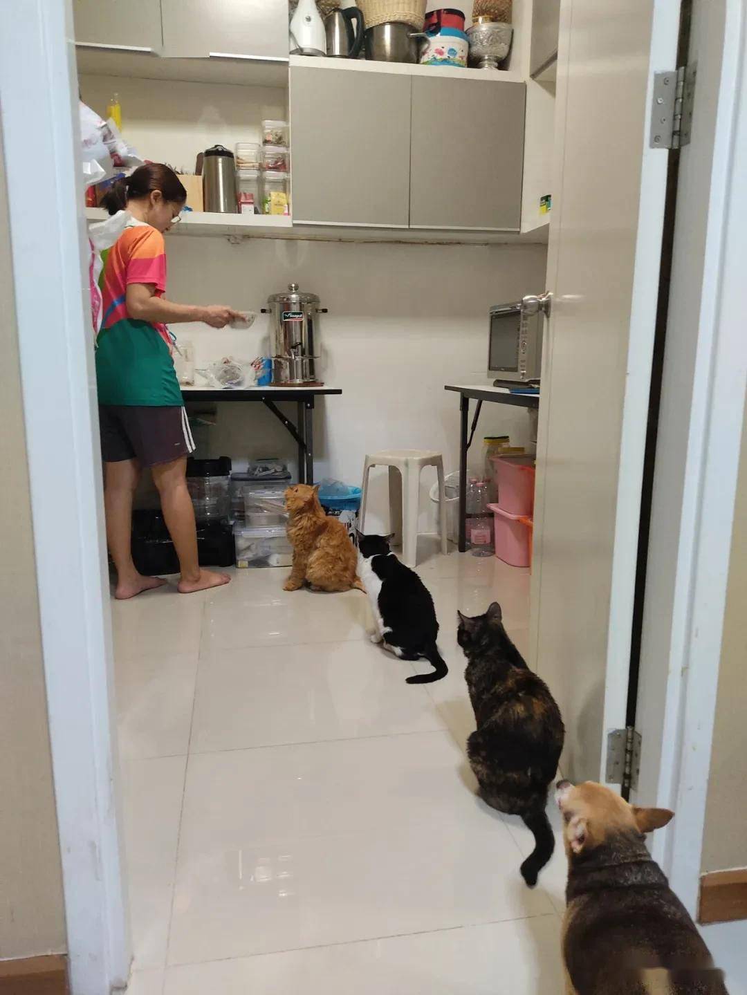 猫们在排队等吃饭,狗狗看到后,也跟着排起了队