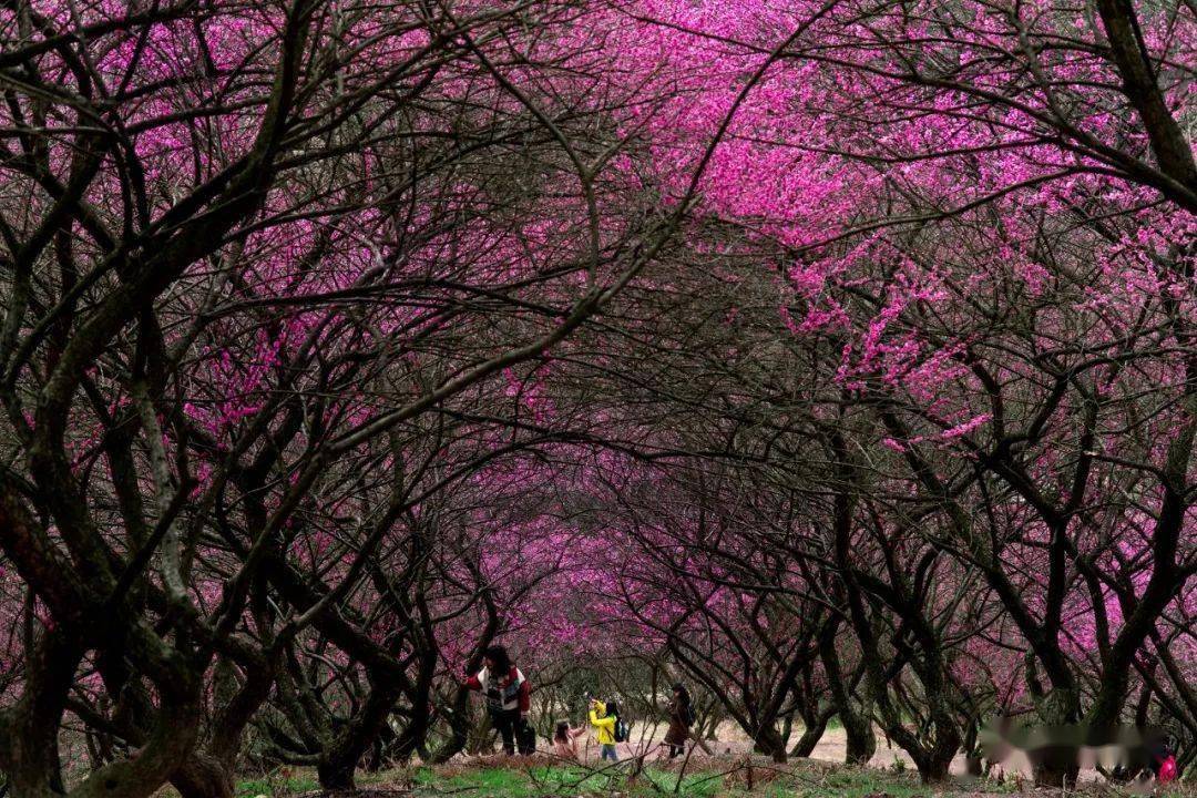 奉化網紅梅花谷紅遍山野春節觀賞最佳