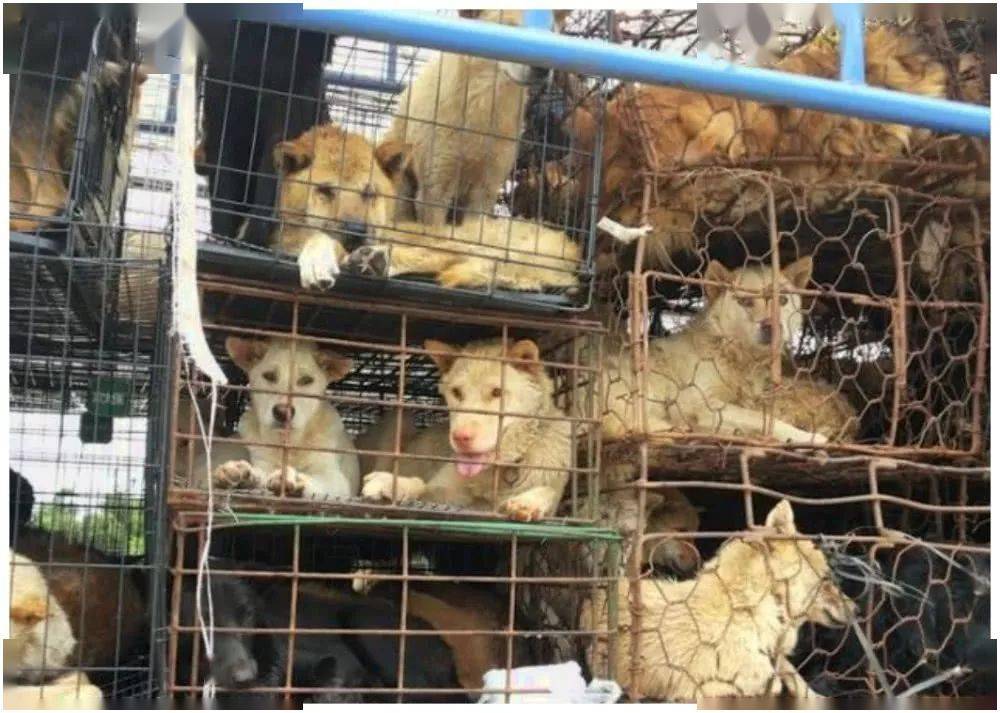 冬天狗贩子开车到处收狗没几天就是满满一车真心觉得残酷