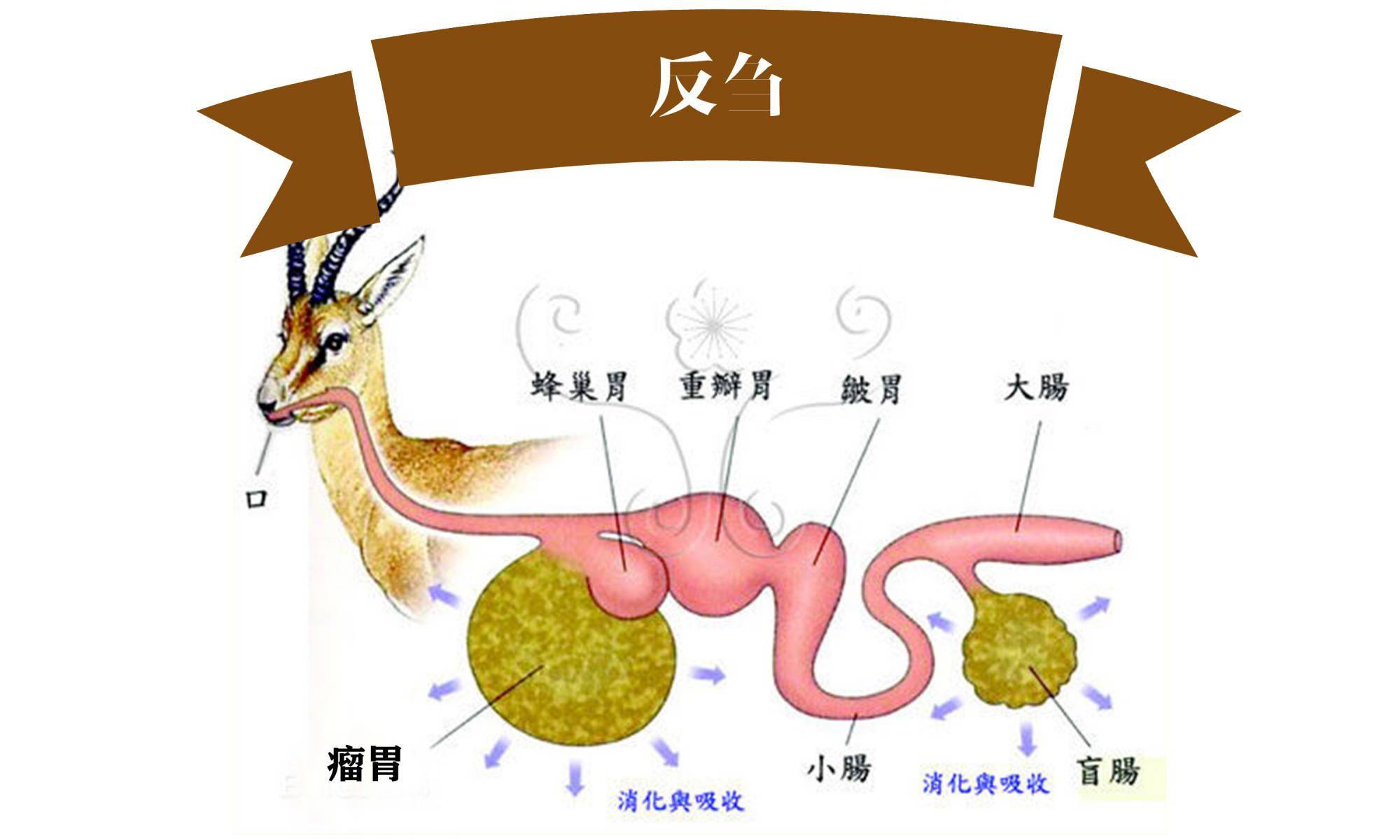 蛇的内脏结构图图片