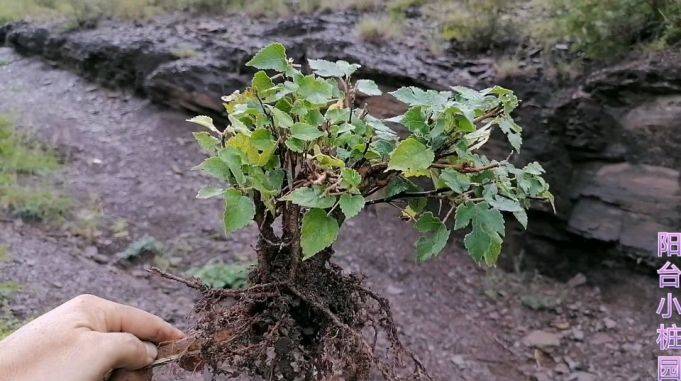 乡下这种叫不出名的植物植株天然矮小是做盆景的好素材