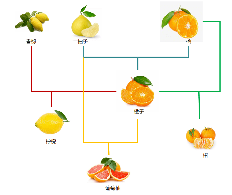 柚子和橙杂交生出了葡萄柚宽皮橘又和橙子结合产生了柑