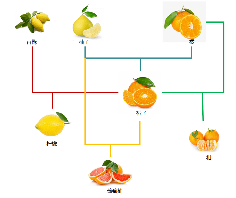 果技精选柑橘家族的狗血伦理大戏让人吃惊