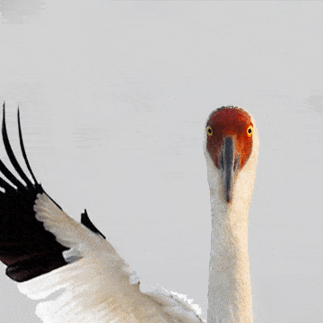 22369a5cd1ea498294dabc3752f7b3f8.gif