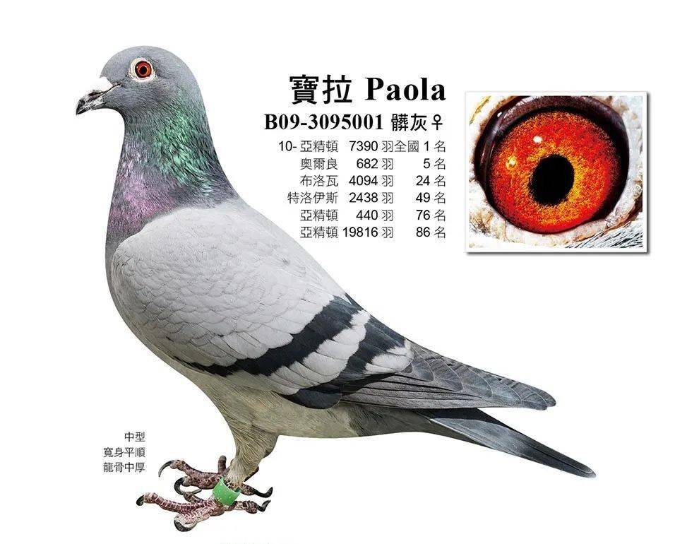 世界铭鸽盖比闪电号前世今生