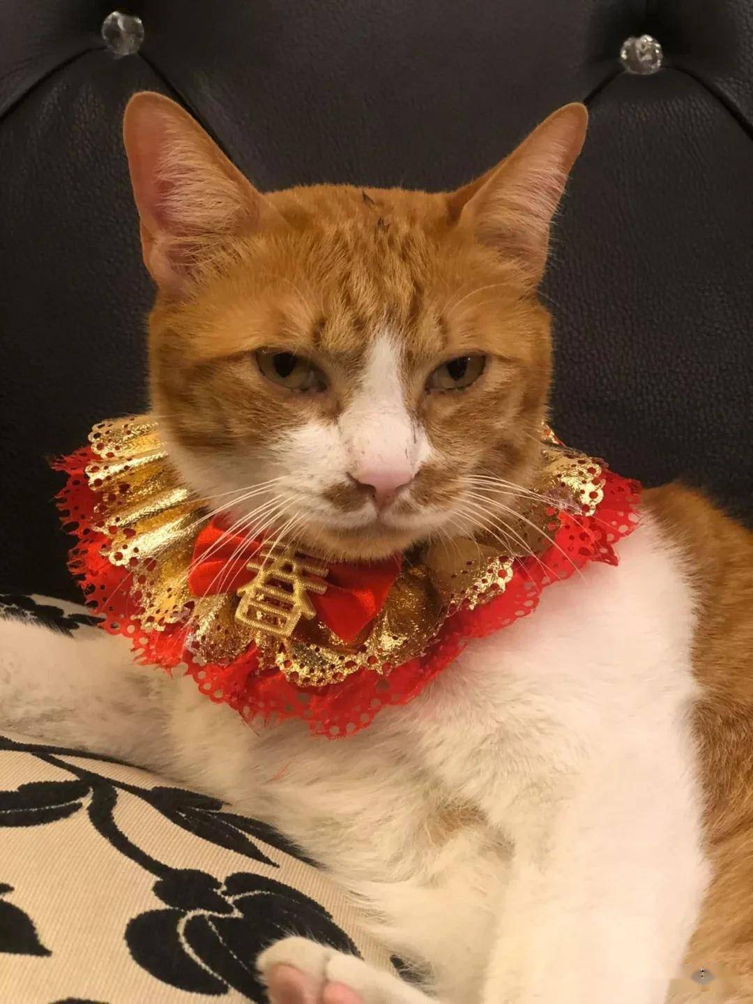 怎么看小猫有没有尿尿 aecdc2384da14f31ba4c8ce6b1c25af8.jpeg