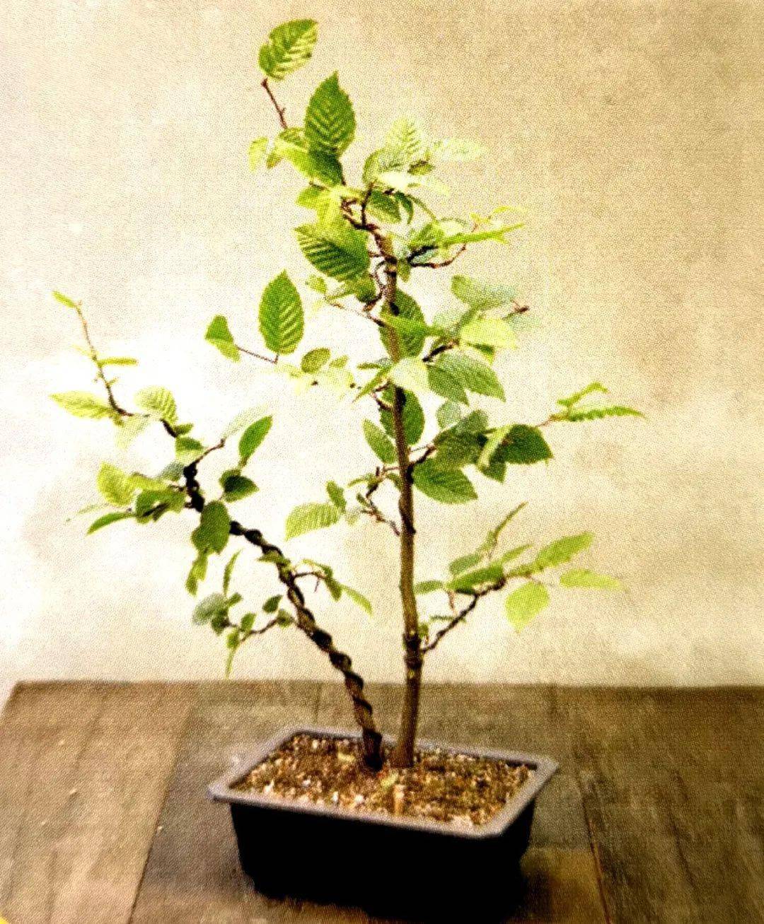 踏青拔两株野树苗,10步处理再修养半年,摇身一变双干式盆景!