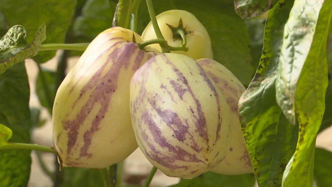 玉门土特产过年红爆餐桌