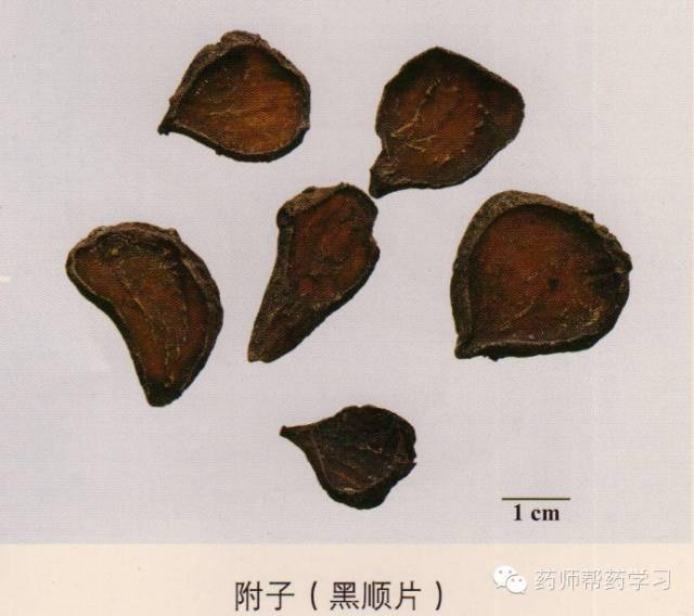 罗盘纹 草乌:毛茛科,块根入药 特征: 钉角 附子:毛茛科 常有加工