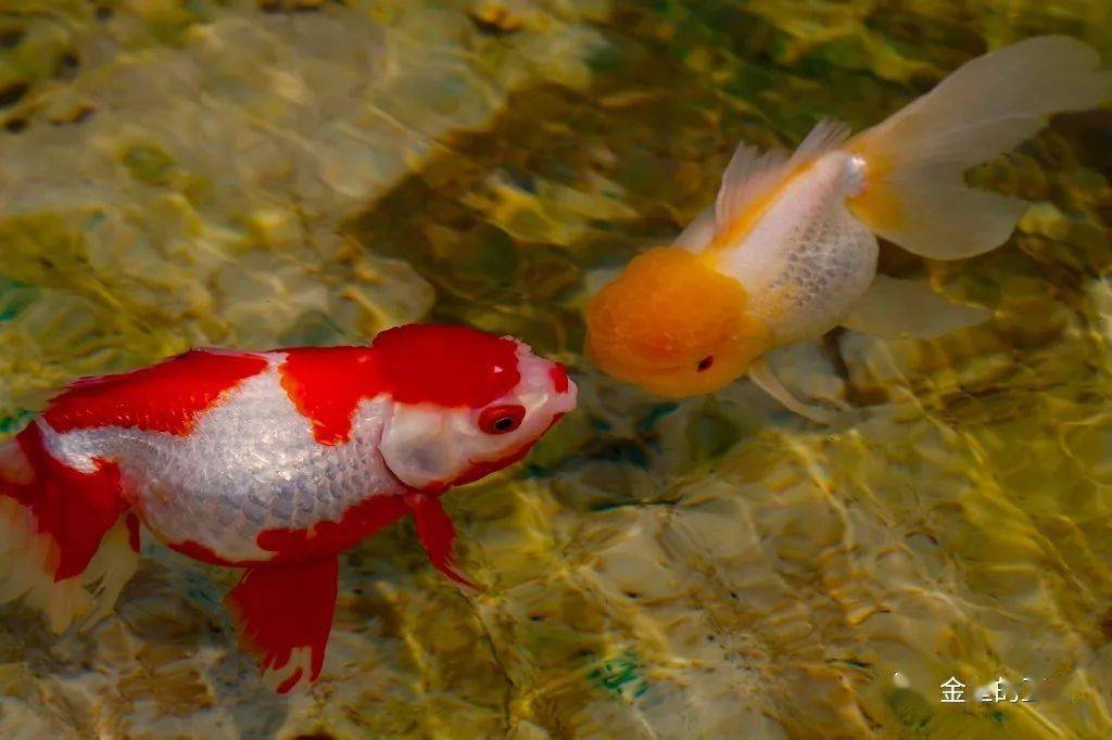 牛气冲天,牛年大吉!_金鱼