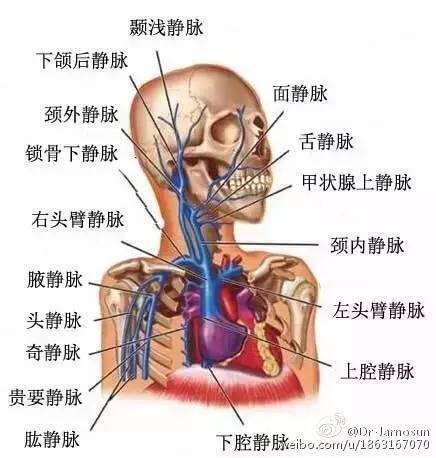小脑.图24颈内静脉和椎静脉(磁共振断面)1.颈内动脉;2.颈静脉球;3.