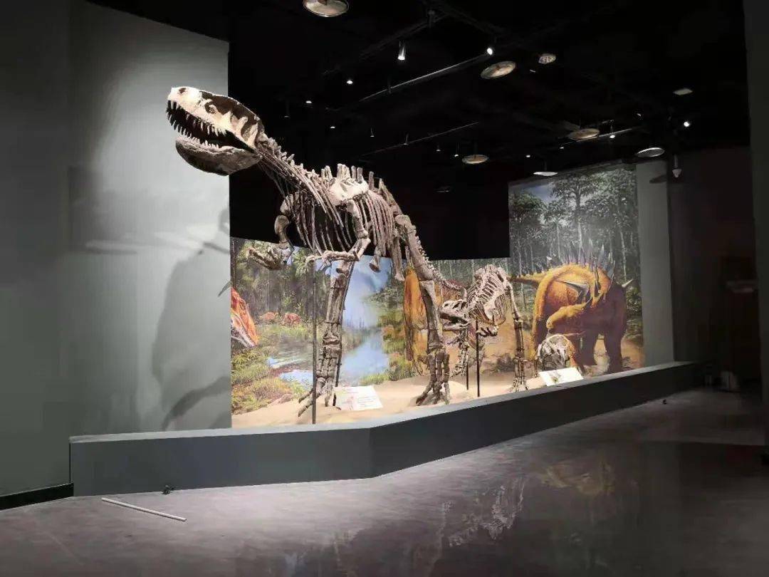 收藏的重庆本土的恐龙化石等古生物标本为主,包括李氏蜀龙,甘氏四川龙