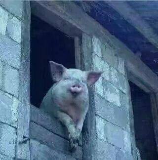 猪胖了都有人爱，你胖了呢？-搜狐大视野-搜狐新闻