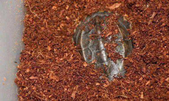 关于龟的冬眠那些事儿