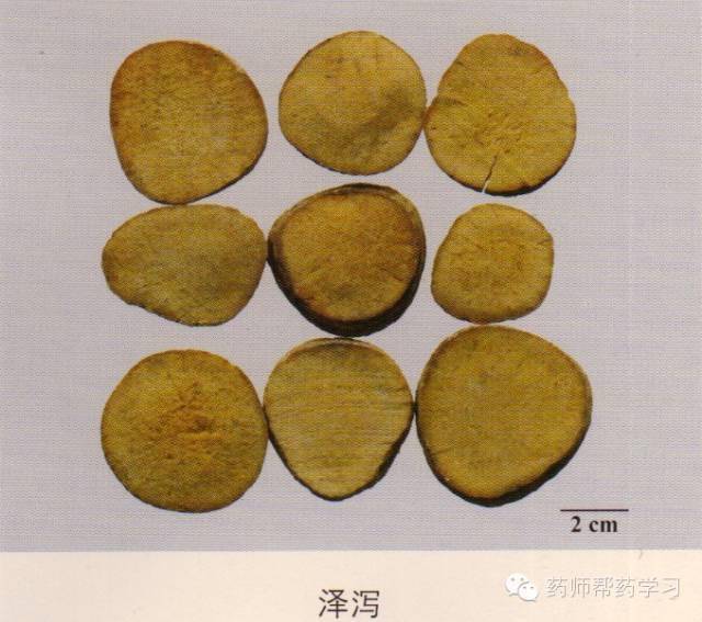 泽泻 :泽泻科,块茎入药