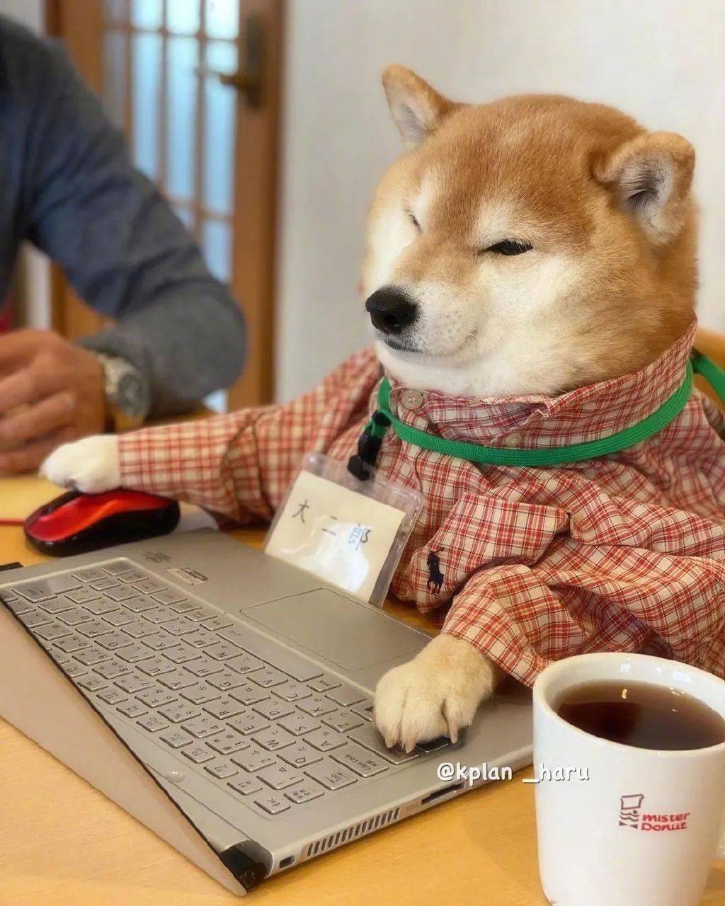 看这只柴柴的样子,像不像今天还在上班的你?