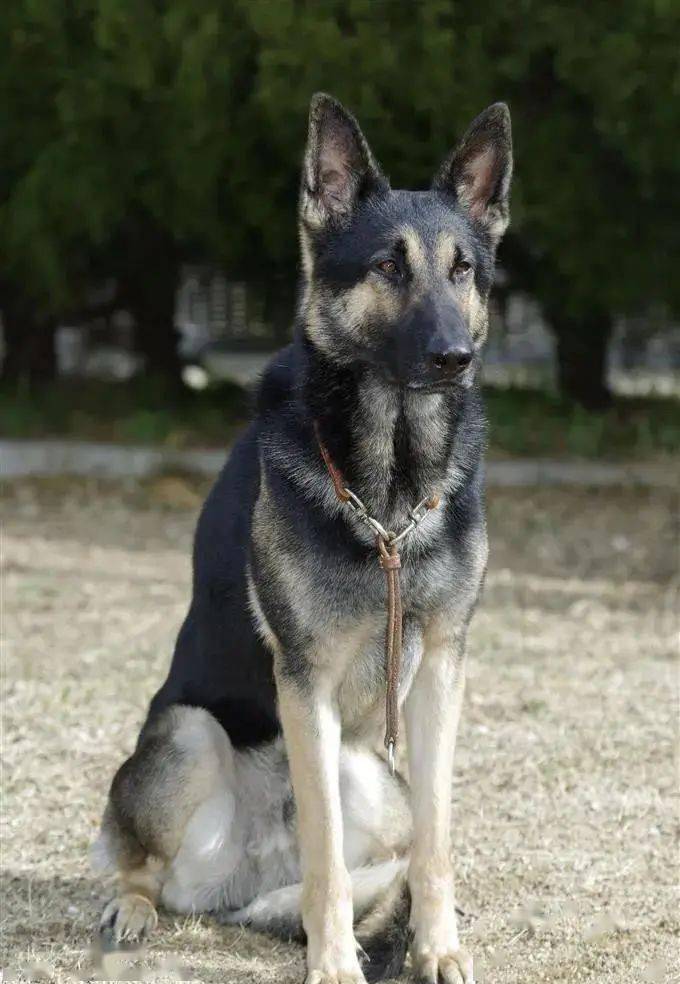 警犬搜尋失蹤者時自己走失了，然後被警犬搜尋...哈哈哈哈禁止套娃！ 萌趣萌寵 第8张
