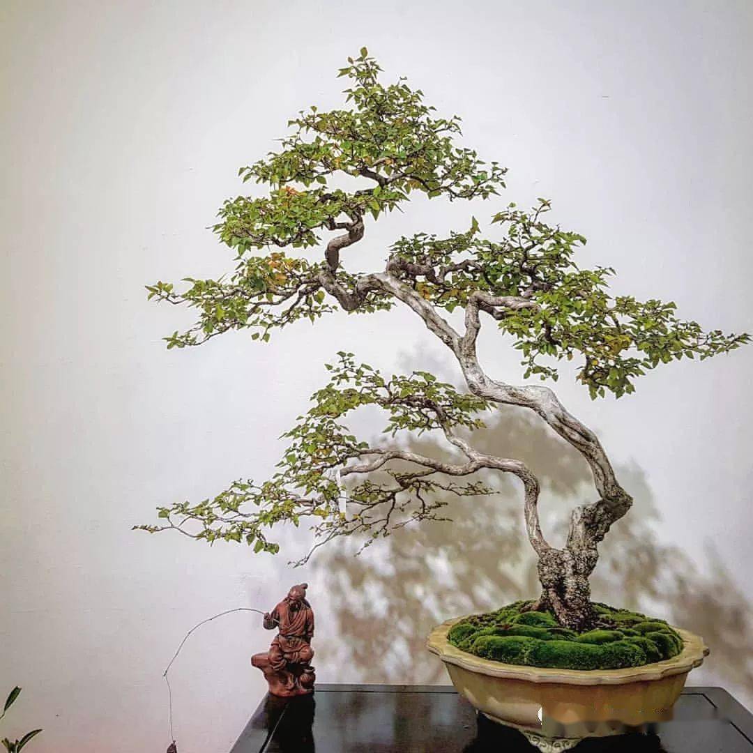 中式禅意盆景绝美