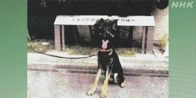 警犬搜尋失蹤者時自己走失了，然後被警犬搜尋...哈哈哈哈禁止套娃！ 萌趣萌寵 第3张