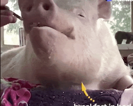 猪吃饭的样子表情包图片