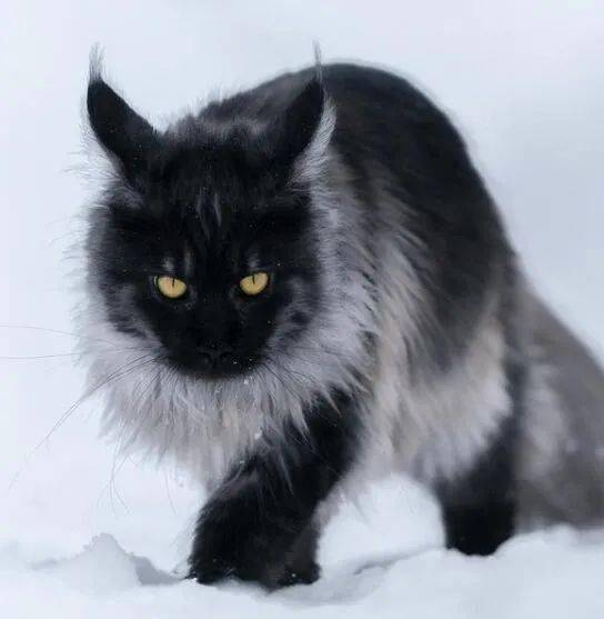 能从小帅到大的猫也只有缅因猫了有被帅到