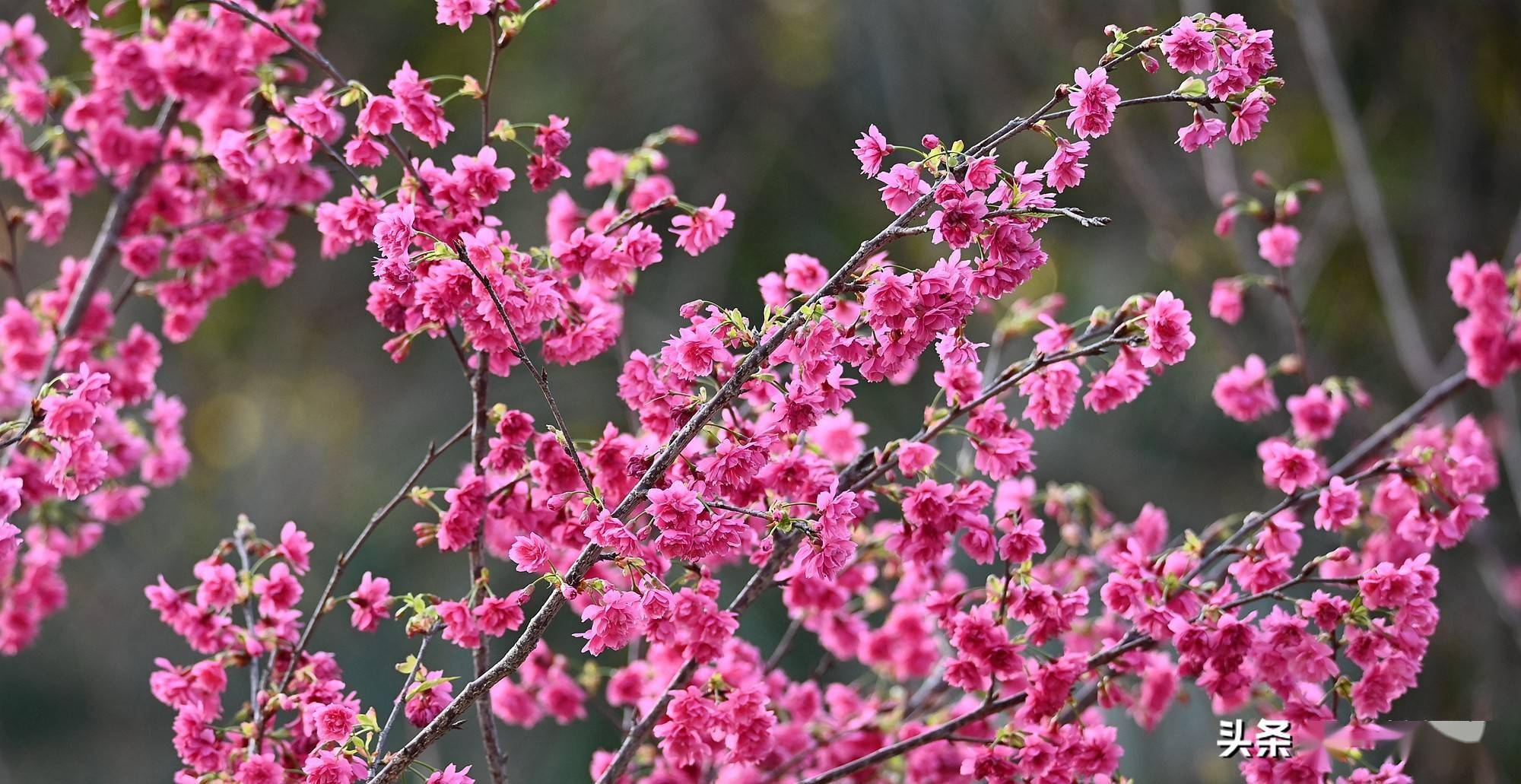 重瓣钟花樱桃,满屏迎新年_樱花