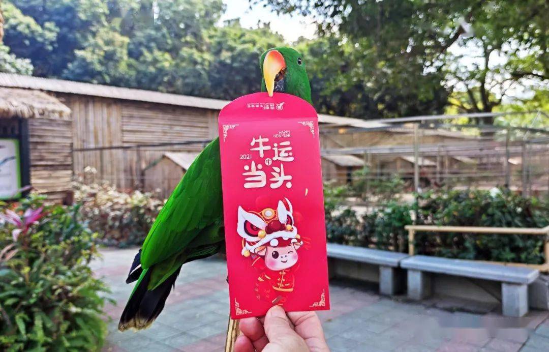 "逗利是"最强攻略来了~_红包