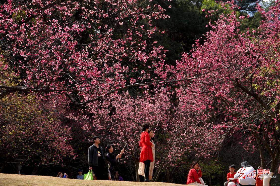 广西南宁：赏樱花过大年