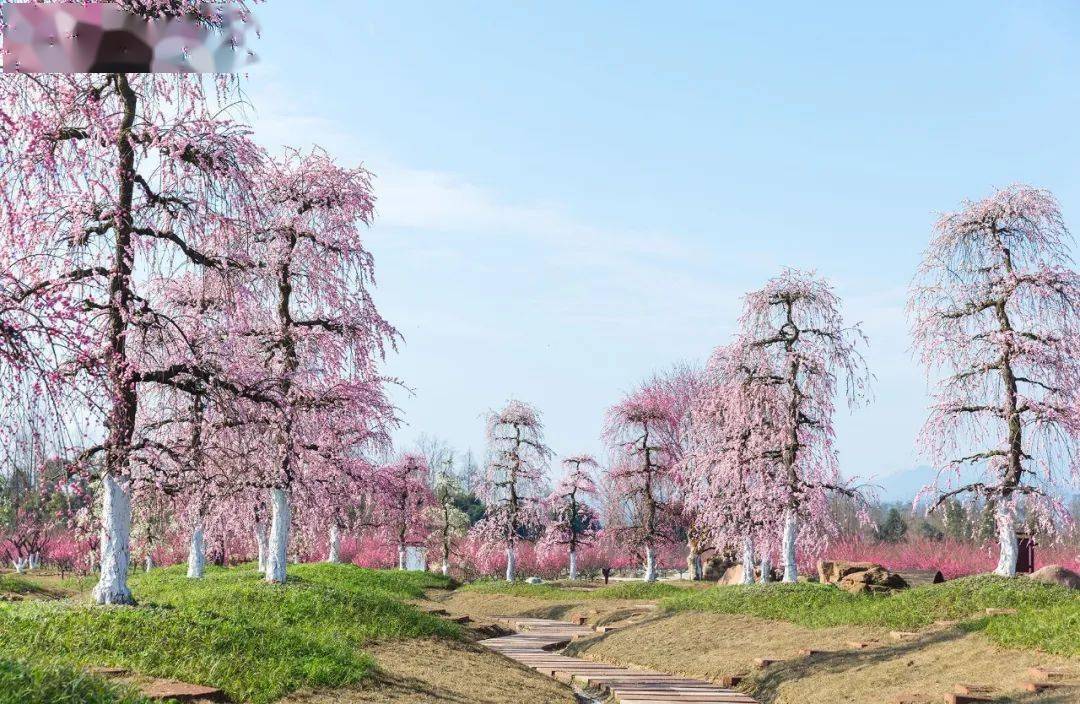 过年赏花线路走起来都江堰问花村花开正好