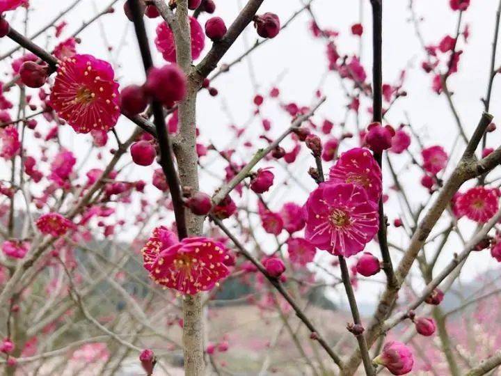 免费萧山这个地方已美成仙境上万棵梅树即将盛放