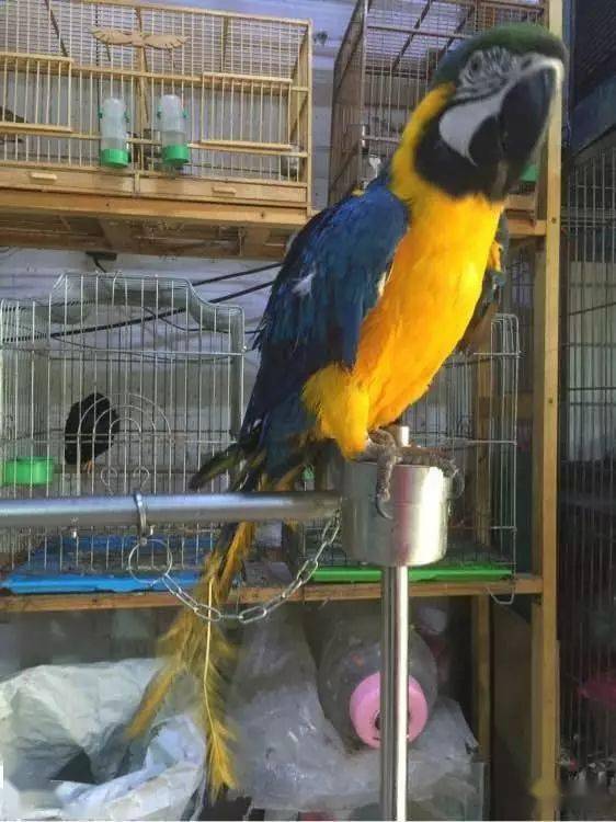 养金刚鹦鹉前先看看这个