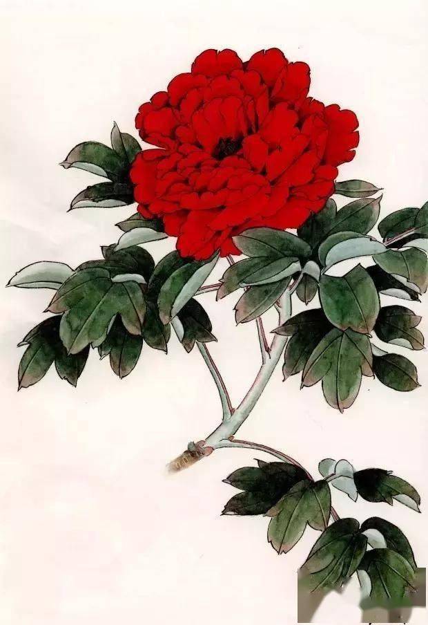牡丹花工笔画 玫瑰红图片