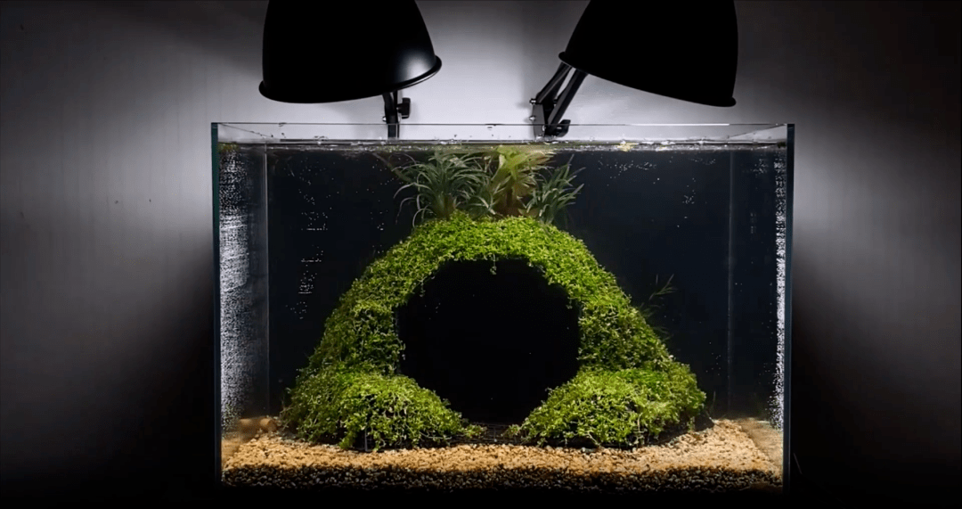 手工画出来的3d立体水草骨架!